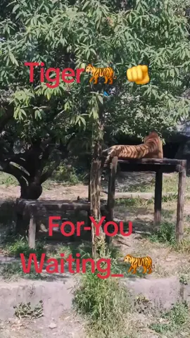 jungle tourist 