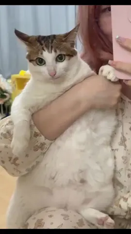 Meoww UncleBao #UncleBao #unclebao #bao #cat