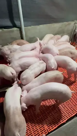 Như này thì trê vào đâu được phải không các bác #heogiong #lợn #heocon #chănnuoiheo #xuhuong #xuhuongtiktok 