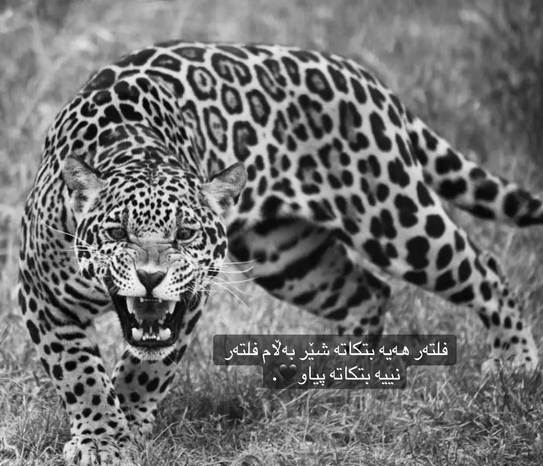 فلتەر هەیە بتکاتە شێر بەڵام فلتەر نییە بتکاتە پیاو🖤.#ئەکتیڤبن🥀🖤ـہہـ٨ــہ #rasty_lak #harki1508 #viral #foryoupage #fy #foryou #fyp 