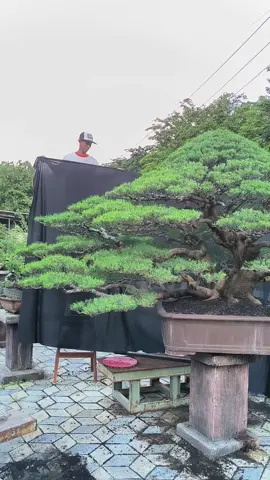 Bonsai Cemara Udang size XL persiapan untuk foto booklet Aspac 2025 milik Pak Santoso dari PPBI Surabaya #cemaraudang #bonsaiindonesia 