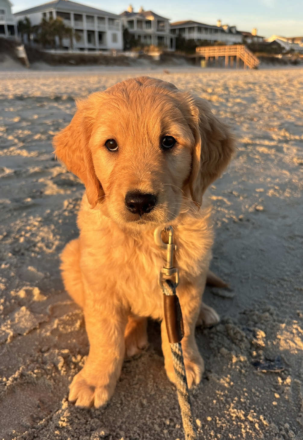 Did someone say ✨golden✨ hour?! #goldenretriever #goldenretrieverpuppy #goldenretrieverlovers #dogsoftiktok #funnydog #kinnithegolden #puppy #beachdog #goldenhour 