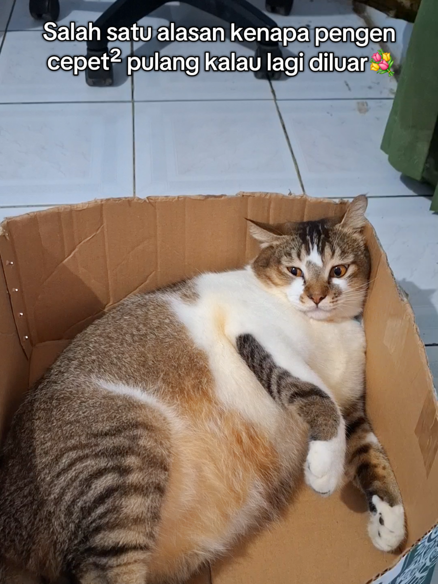 suka kepikiran,padahal dirumah dia juga lagi rebahan😭 #fyp #foryou #foryoupage #masukberandafyp #hewanpeliharaan #kucing #pecintakucing #anabul #kucinglucu #kucinggemoy #cat #pet #catlover #cats #petlover 