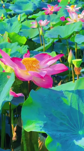 Bông sen đẹp nhất quê mình…