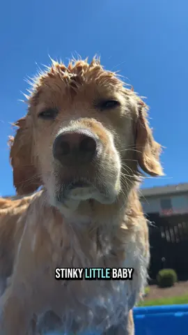 The face of disgust  #goldenretriever #goldenretrieverlife #dog #dogsoftiktok #dogs #pet #petlover 