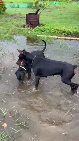 Apa itu sibling rivalry??? 😌 When Dobbie meet Bully. Sehat-sehat ya Matcha dan Chloe 😘 #doberman #stanfordbully #staffy #blackstaffy #bullybreed #largebreed #dobermanmaindisawah 