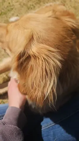 #relaxedlife #trueloyalty #reallove #gardendays #happydays #dayslikethis #goldenretriever #cantbuythis #happydogs #stunningviews #summertime #livingmybestlife 