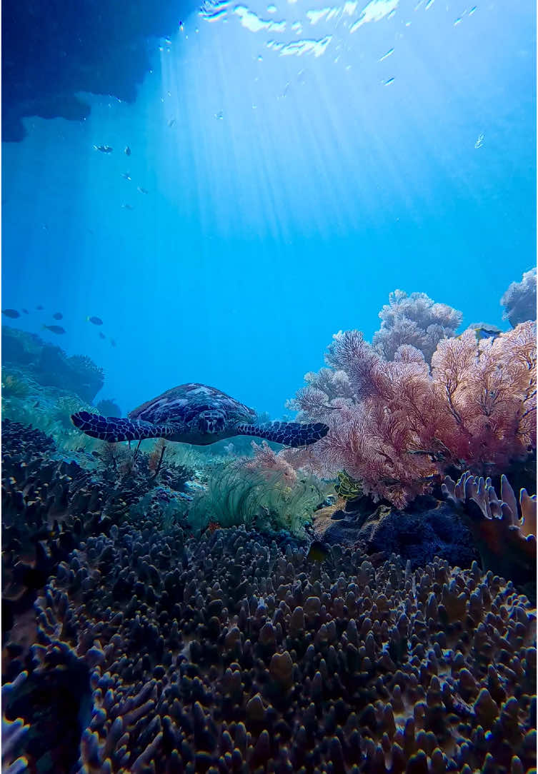 Penyu sisik (Eretmochelys imbricata) memiliki beberapa keunikan yang membedakannya dari jenis penyu lainnya. Keunikan tersebut meliputi bentuk kepalanya yang memanjang dengan rahang yang besar dan mulut meruncing menyerupai paruh burung elang, cangkangnya yang unik dengan latar belakang kuning dan garis-garis gelap, serta pola asimetris saat merangkak di atas pasir.  Batu Rufas, Raja Ampat 📌 #penyu #marinelife #underwater #ocean #insta360acepro #scubadiving #underwatervideo #rajaampatislands #rajaampat #guidelife #westpapua🇨🇺 #indonesia🇮🇩 #saltyskin #fyppppppppppppppppppppppp 