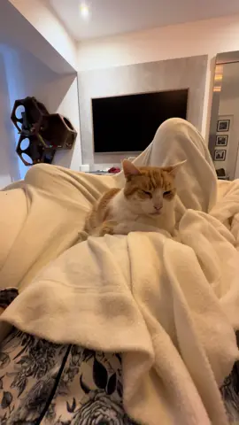 Que dicha levantarse así ❤️ #gatitos #gatos Tita en mi Panza haciéndole compañía a su hermano 