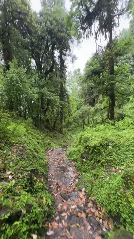 On the way to Annapurna Base Camp Trek 👌 Monsoon Season #annapurnabasecamp #monsoon #monsoonvibes #greenscreen #greenscreen #greenscreenvideo #greenery #rain #trekking #trek #himalaya #himalayan #himalayas #trekkinglife #trekkingchile #peace #nature #fyp #foryou #foryoupage #tiktok #explore #nepalitiktok🇳🇵 #nepal #travel #traveltiktok #viral #viralvideo #monsoonseason #kulung #kulung_the_himalaya #LuX 