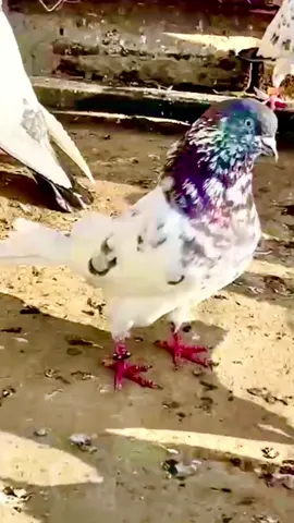 💝✌️🫶💝✌️🦅✌️🇫🇷🇫🇷