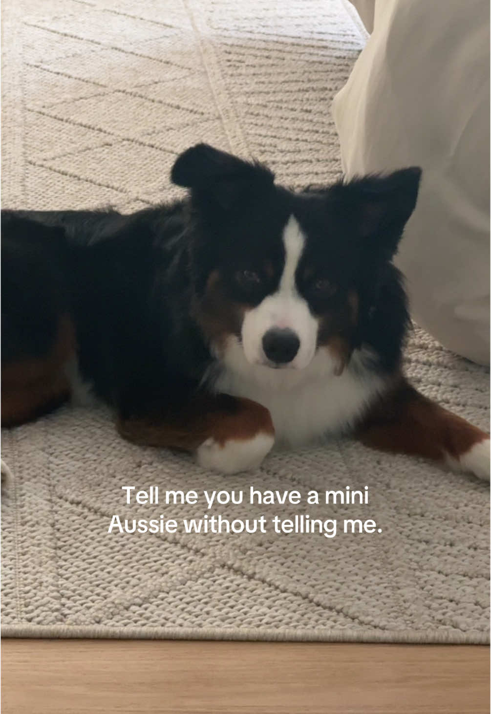 Good thing he’s cute but he has no sense of personal space #aussie #puppy #australianshepherd #miniaussie 