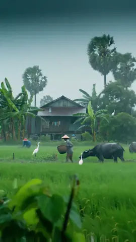 #ភ្លៀង #ទេសភាពស្រុកស្រែ🌄🏜️🌱🌼🌾🐟 #នឹកស្រុកនឹកស្រែ🌾🌿🍀🍃 #ស្រុកស្រែ🖼️🌾🌞🌔❤️ #tiktok @🌾ស្រុកស្រែ🌾 @🌾ស្រុកស្រែ🌾 @🌾ស្រុកស្រែ🌾 