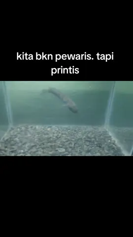 Si jonggos bocil yg kebal anti mojok meski abis kuras wc total #fyppppppppppppppppppppppp #redbarito #channa #channamaru #channaredbarito 