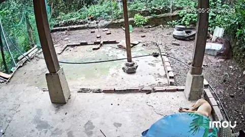 khi em gái nghỉ hè sớm và cái kết😅