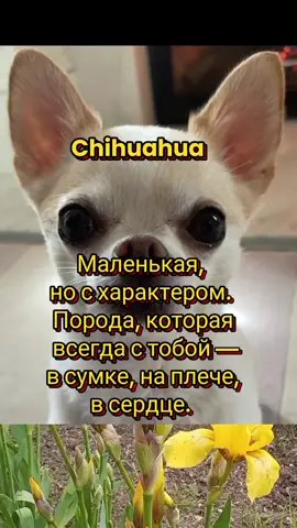Чихуахуа — крошка с характером больше, чем ты думаешь #чихуахуа #факты #интересное #любовь❤ #dogcat #собаки #chihuahua 