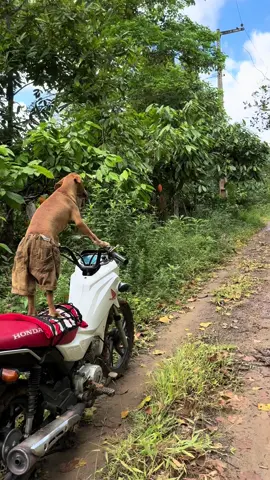 CARAMELO FOI NA TRILHA #fyp #motovlog #caramelo #trilha #dog #tik_tok #moto 