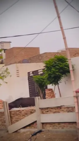 pinda wale ♥️🖤🚩#fypp #virla #fuppppppp @🏴 🚩. H U S س A i ن i . 🦅 @SufYan AZAM JOYIA @Bawa Sulman🇪🇸 @Š¥ÊD^ASAD^BUKHARI^ 