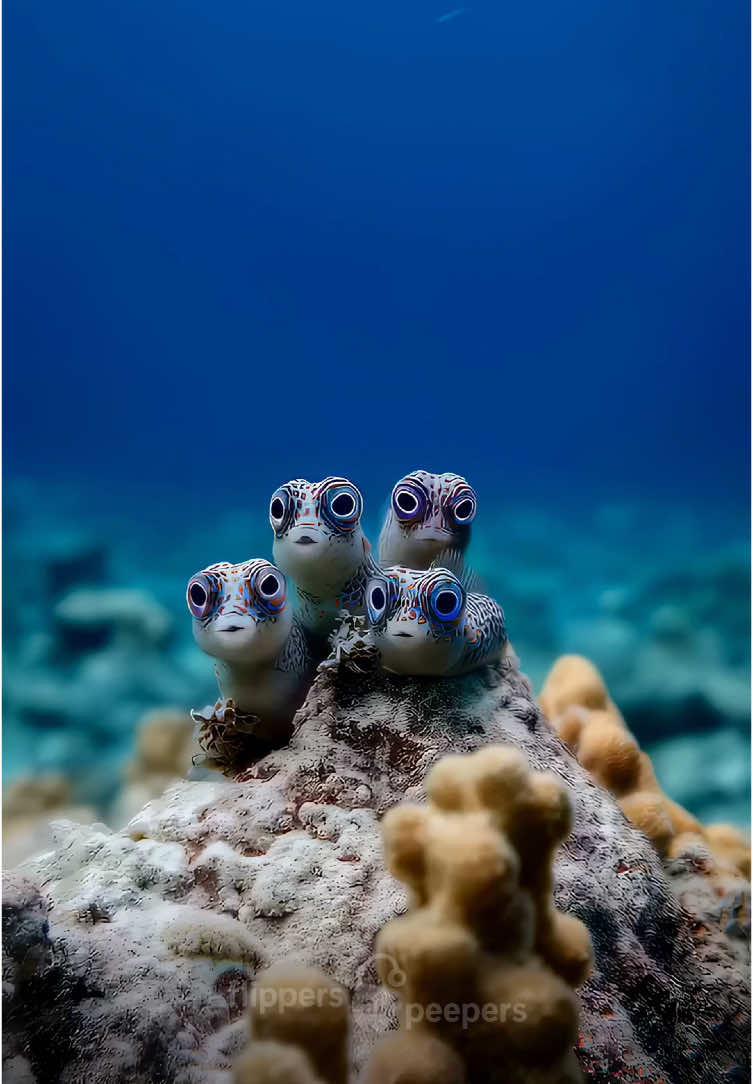 Curious Little Faces at the Reef Stories from the depths of a sea that exists only in my imagination: I found a little fish daycare behind the reef. They looked at me like I was the first person they ever saw. 🐟👀 #flipperspeepers #babyfish #fish #bigeyedfish #fishdaycare #coralreef #underwater #fantasycreature #creature #deepseacreatures #aicreature #tiktokshorts #ai