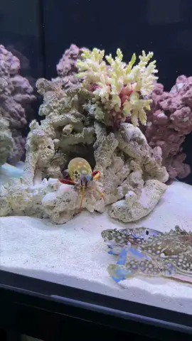 #alienfishtank #mantisshrimp vs #crab