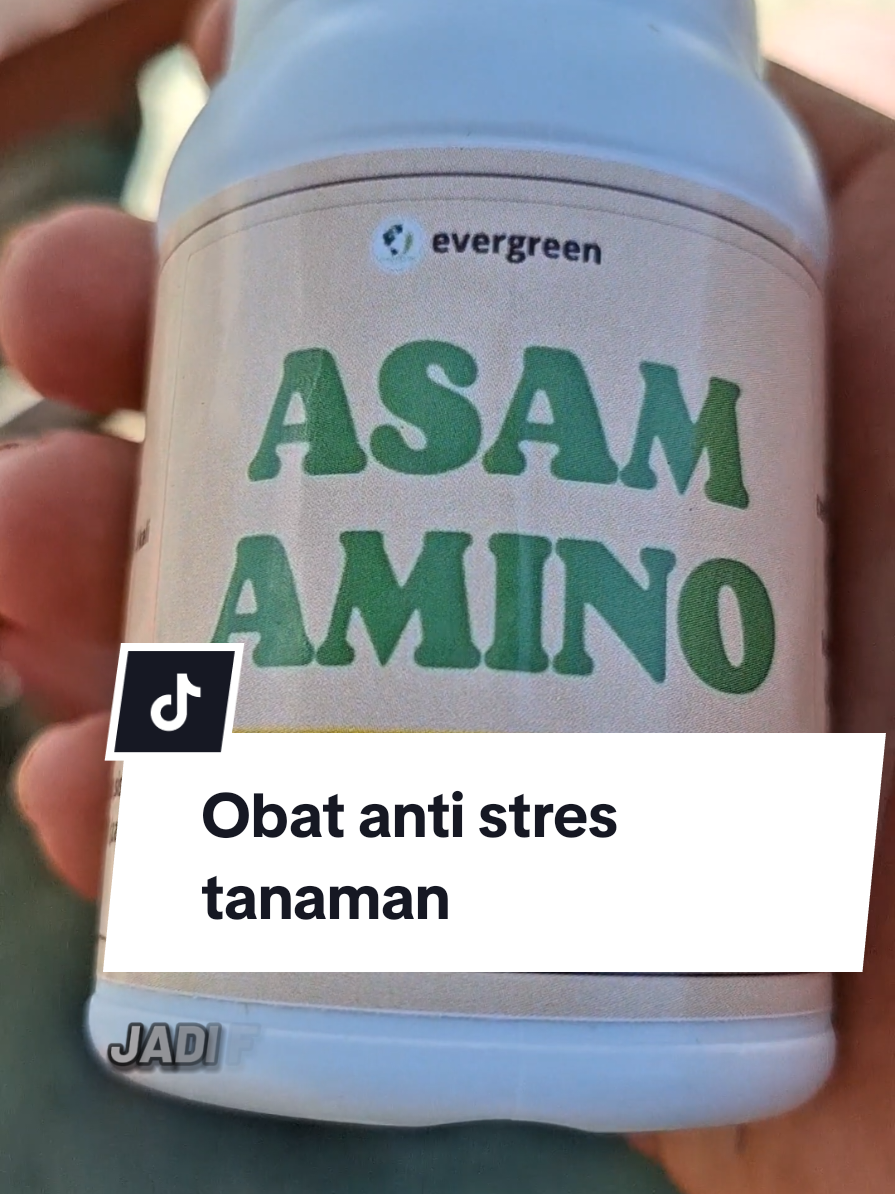 Asam amino dapat membantu mempercepat pemulihan tanaman  yang terkena gangguan karena perubahan musim atau pemindahan media tanam. #berkebun #antistres #pupuk 