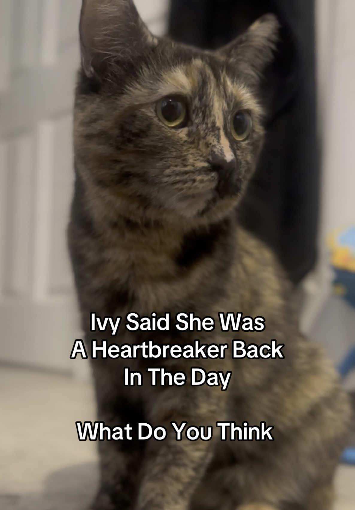 Still Is ✨ #PetsOfTikTok #cattok #cutekitty #kitten #catsoftiktok #catlovers #fyp #catfamily #catlover #foryoupagе 