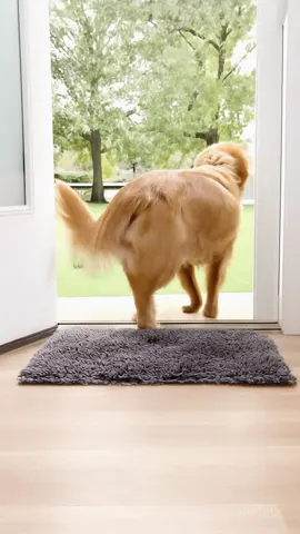 @Muddy Mat is the greatest dog product we have ever used! #creatorsearchinsights #muddymat #antimudmat #dogmat #waterproofmat #dogproductsyouneed #dogproduct #dogowners #tiktokshopfinds #TikTokShop #tiktokshopcreatorpicks