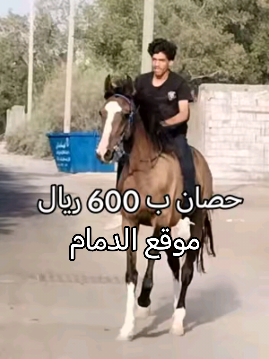 #خيل #خيل_وخياله🐎 #خيل_عربي_اصيل 