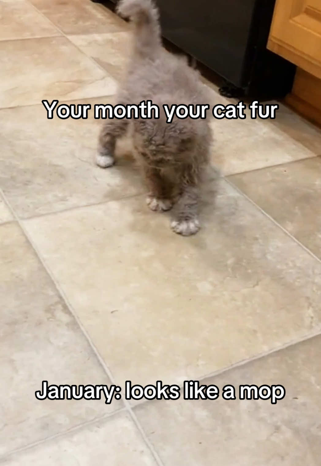 #cats #catsoftiktok #kittycats #ranking #kitties #sillycats #funnycats #catfur #fur 