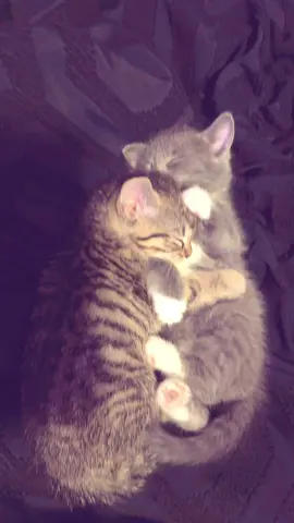 #fyp #kittensoftiktok #viralvideo 
