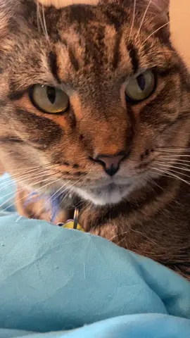 Mr Beans is always watching me. #cat #catsoftiktok 