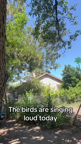 Birds 🦅 