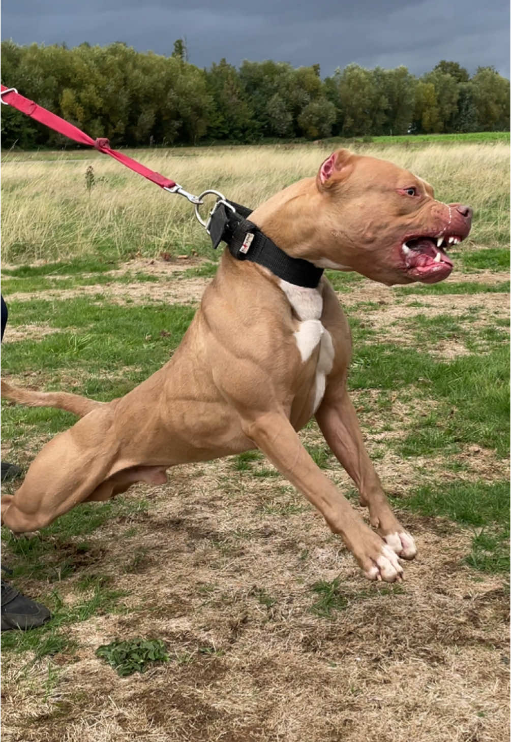 The King is angry.. #fyp #pourtoii #pitbull #viral #xlbully #foryou #xlpitbull #viralvideo #pourtoi #training 