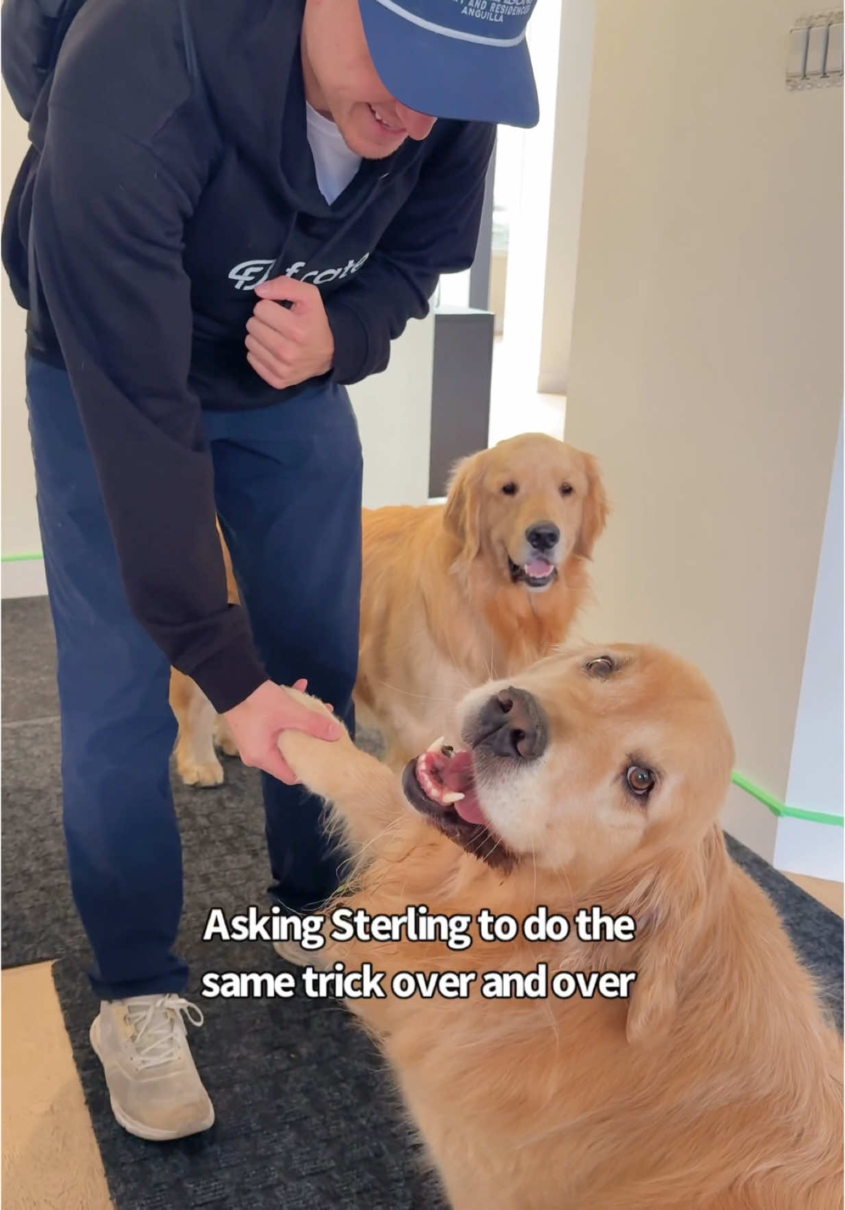 Who says dogs aren't the most precious creatures ever 😭 #goldens 