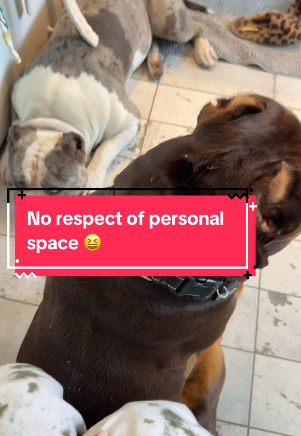 No privacy ever #dog #americanbully #foryoupage 