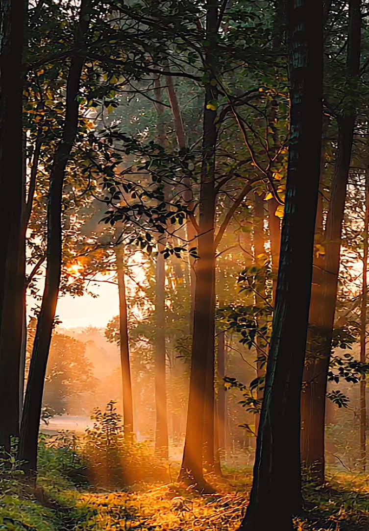 Walking in the forest at the golden hour #fyp #foru #foruyou #beautiful #positivevibes #feelinggood #beautifuldestinations #mood #moody #aesthetics #aestheticvideos #relax #relaxing #relaxation