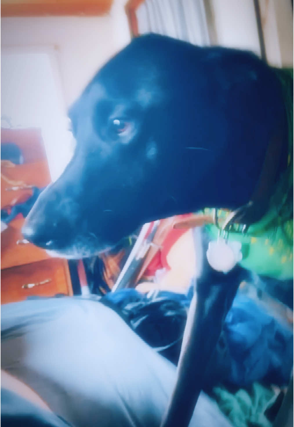 I love that he will come say good morning every morning. #GoodMorningPaws #PuppyWakeUpCall #MorningWithMyDog #DoggoMorningVibes #PawfectMorning #WakeUpWithWag #MorningSnuggles #FurryAlarmClock #PuppyGreetings #RiseAndShineWithPaws #DoggieSunrise #MorningPawprints #WakeyWakeyPuppy #FurBabyMorning #PawsitiveMorning #GoodMorningFurriend #PuppySunshine #MorningTailWags #PawAwakening #RiseAndWag #HelloPuppy #MorningCuddlesAndPaws #PawfectStart #DoggoRiseAndShine #MorningTails #FurryGoodMorning #PuppyMorningLove #SniffAndSayHi #WaggingIntoTheMorning #CanineCuddles 