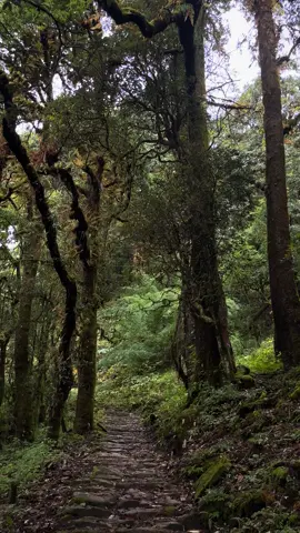 does a falling treee makes a noise if there’s no one to hear it?