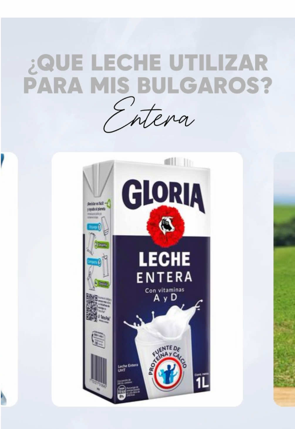 ¡Cuidado con tus búlgaros!  Usa solo leche entera para un kéfir cremoso y lleno de vida  🥛✨ #kefir #bulgarosdeleche #Leche #tipsdesalud #probióticos #fermentación  #recetassaludables #vidasaludable #alimentosvivos #salud 