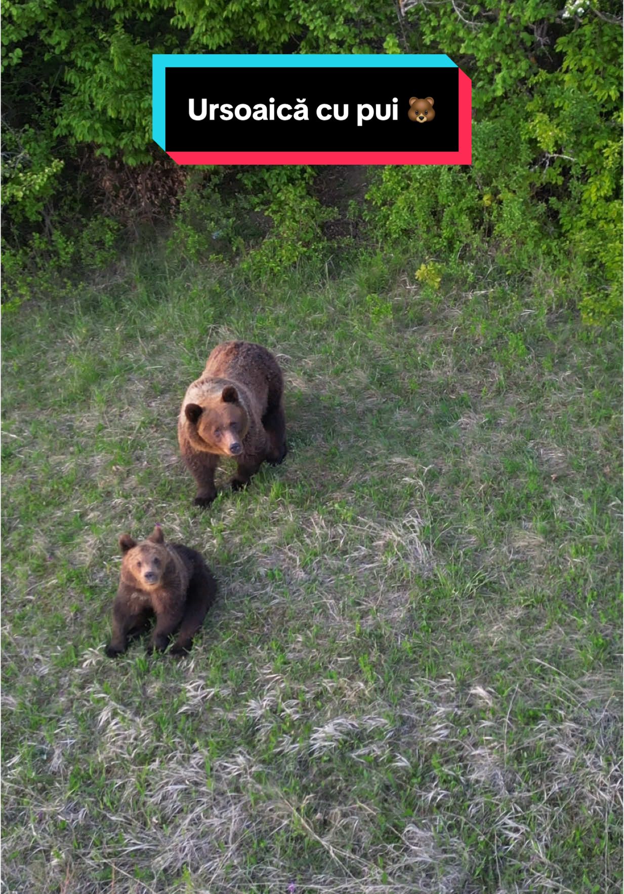 România și atât 🇹🇩🐻 #fyp #urs 