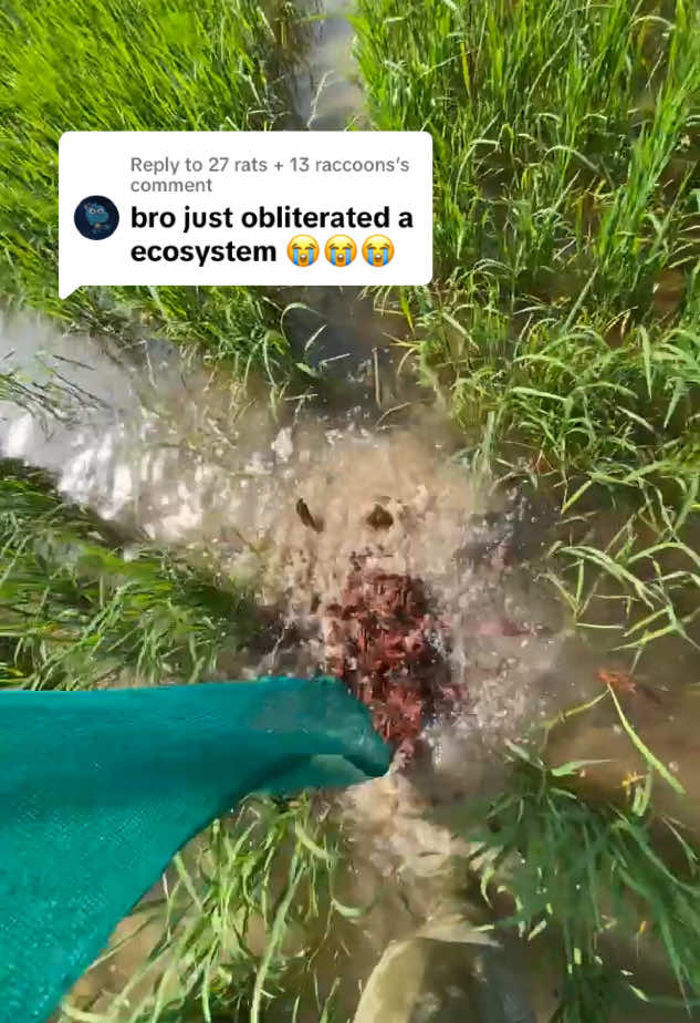 Replying to @27 rats + 13 raccoons nuh uh #crawfish #crawfishboil #seafoodboil #naturevibes 