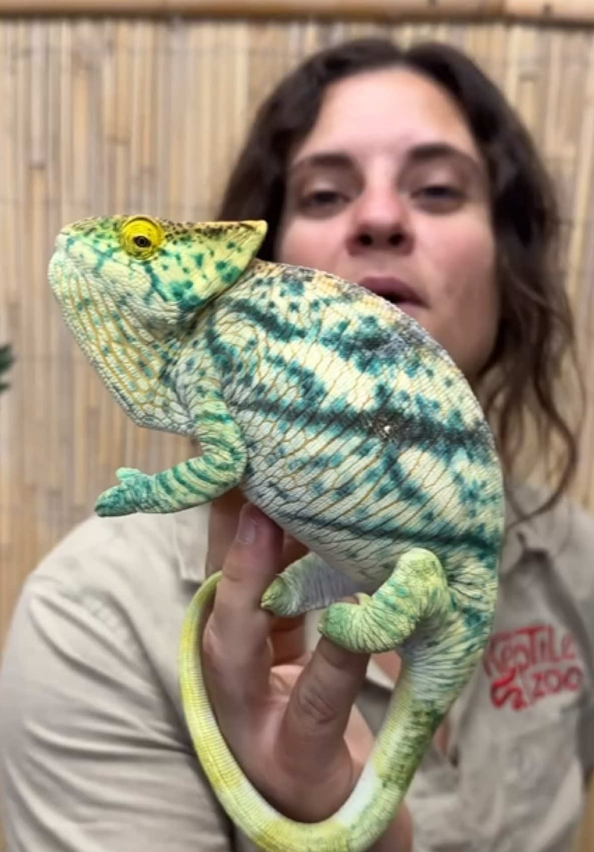 Blending in, standing out 🤩just another day in the life of a Parsons chameleon.🦎😎 Did you guys know they change color not just for camouflage, but also for communication and mood. A relaxed chameleon looks very different from an excited one😅🥰!