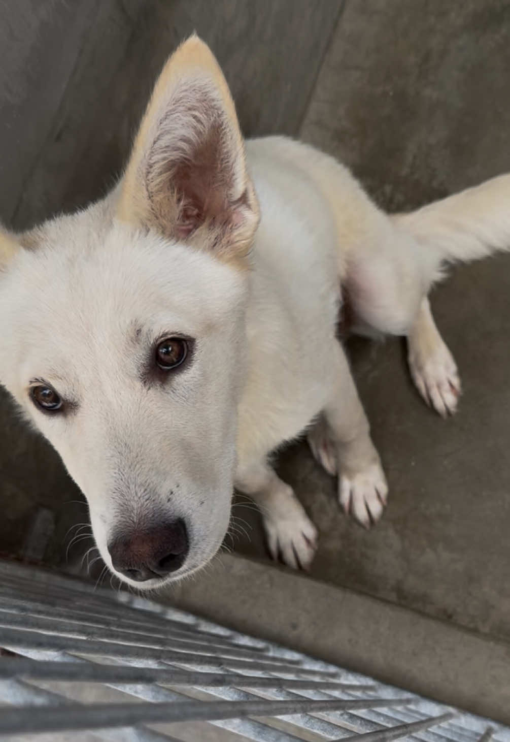 This is no place for a happy puppy who still has her whole life ahead of her. Can we please get Haona home? 🥺 HALONA  A2195846 Female  7 months  Spayed  📍South LA Animal Shelter  1850 W 60th St Los Angeles, CA  90047 United States  #fyp #foryou #foryoupageofficiall #dogs #dogs #dogsoftiktok #dogtok #rescue #rescuedogs #adopt #adoptadog #adoptdontshop #shelterdogs #shelter #foryoupage #fypofficial #doglover #doggo #dogmom #fypシ #puppy #puppies #puppytok #puppiesoftiktoktok #puppiesofinstagram 