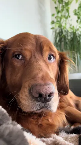 His name is Mater and he says hello from Washington 🌧️ #foryoupage #fyp #dog #dogs #goldenretriever #dogsoftiktok #goldenretrieverlife #animals #pet #pets #PetsOfTikTok #hello #viral 