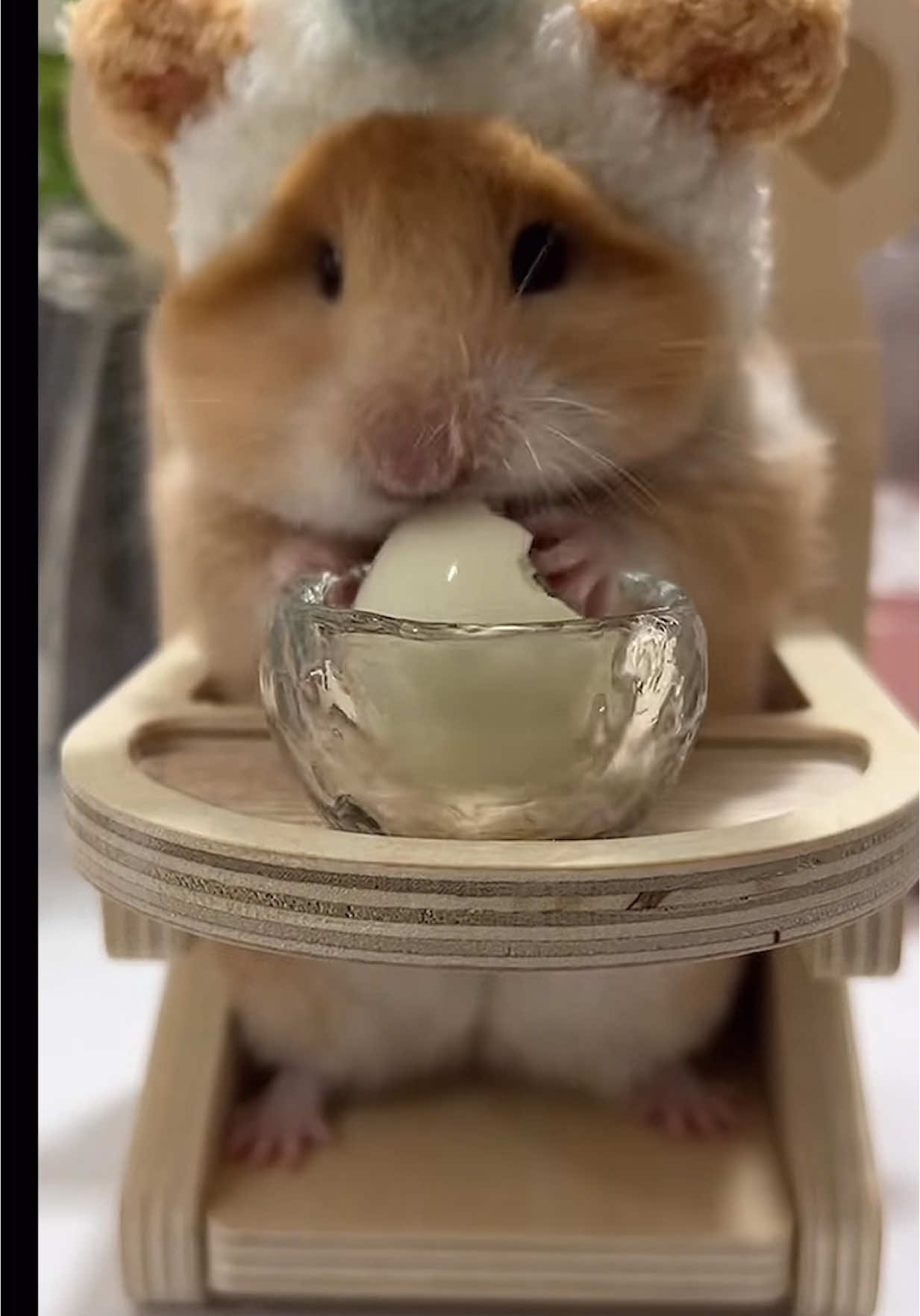 Eggs are really delicious#hamstermukbang #fyp #cute 