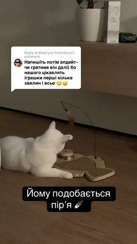 Replying to @Kateryna Pestrikova   Часто точить нігті і гратись з пірʼям 😊 #кітграється #котячаіграшка #кігтеточка #білийкіт #whitecat #catstoy 