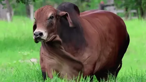 #toros #de #exposicion #brahman #rojo 