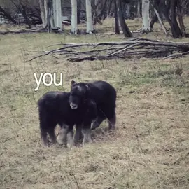 Pretty little babies 🩷 muskoxen give birth to a single calf (twins are extremely rare) after about an 8 month gestation period.  Don't forget to mark your calendars for June 7th to join us for our annual Birthday Bash celebration! #muskox #uaflars #birthdaybash 