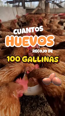 🥚🐔🌾🏡 Hay que dar un manejo de calidad ✔️a nuestras gallinas para obtener el mayor porcentaje de postura #gallinasponedoras #sueñosymetas #avicultura #calidad  #paratiiiiiiiiiiiiiiiiiiiiiiiiiiiiiii #fry #olancho #honduras  . . . . 🏡🐔🥚🌾🌍🌤
