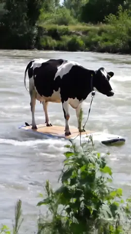 Só ela… surfando tranquila no meio do rio. 🐄🏄‍♂️ E você aí, com medo de molhar o tênis. #vacasurfista #realoufake #fyp #sóaqui #vidanointerior #Brasil #cow